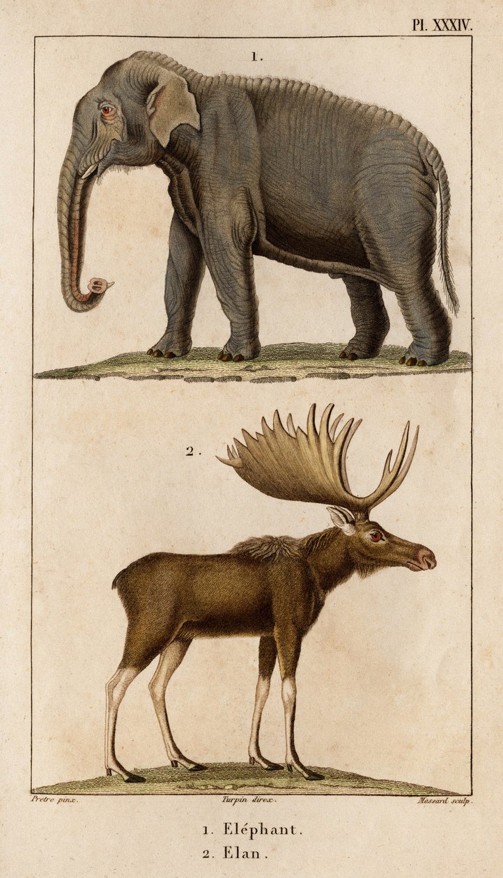 Elephant and Elan." "Fauna des Mdecins tai eläinten ja niiden tuotteiden historia, Hippolyte Cloquet" - Volume 6 - 1825. tekijältä Hippolyte Cloquet