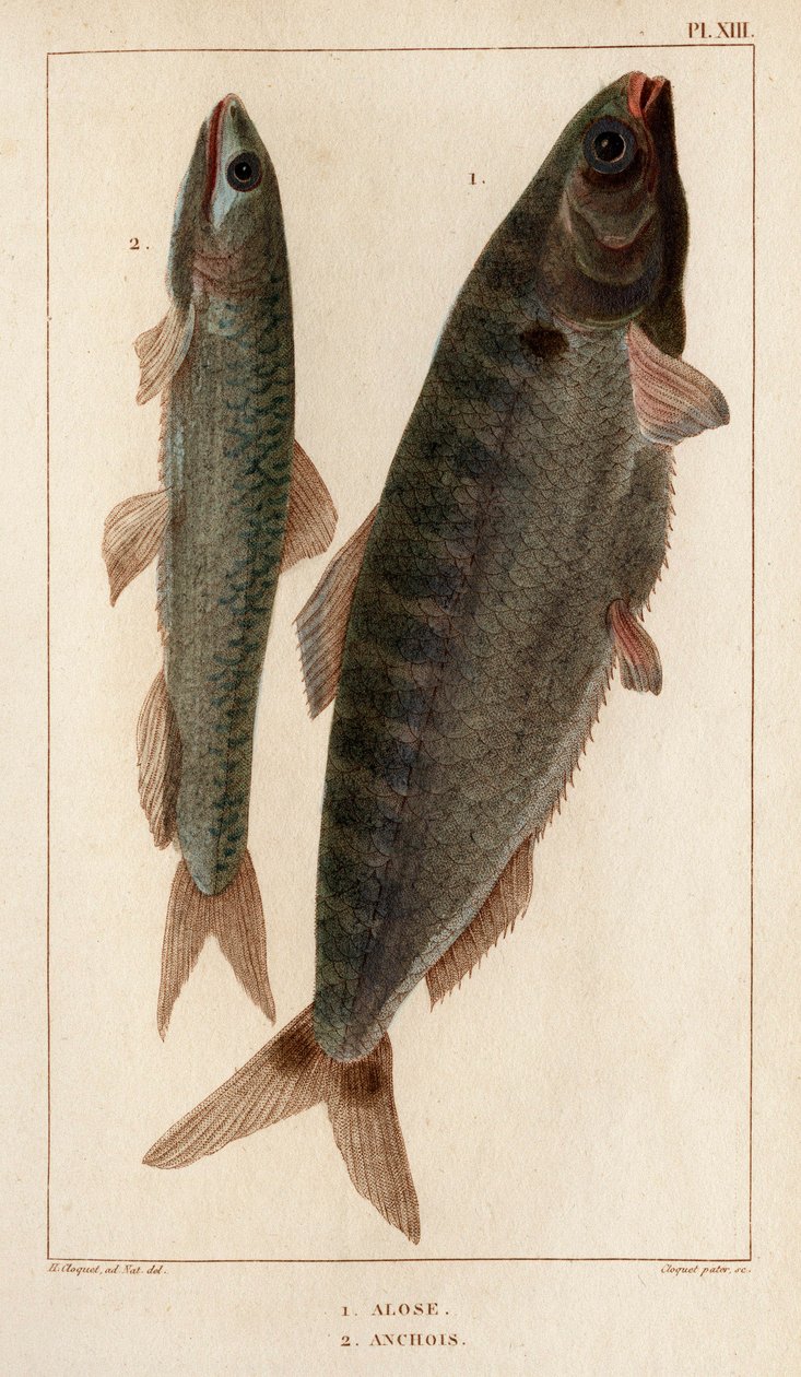 Shad ja Anjovis." "Fauna des Mdecins tai eläinten ja niiden tuotteiden historia, Hippolyte Cloquet" - Volume 6 - 1825. tekijältä Hippolyte Cloquet