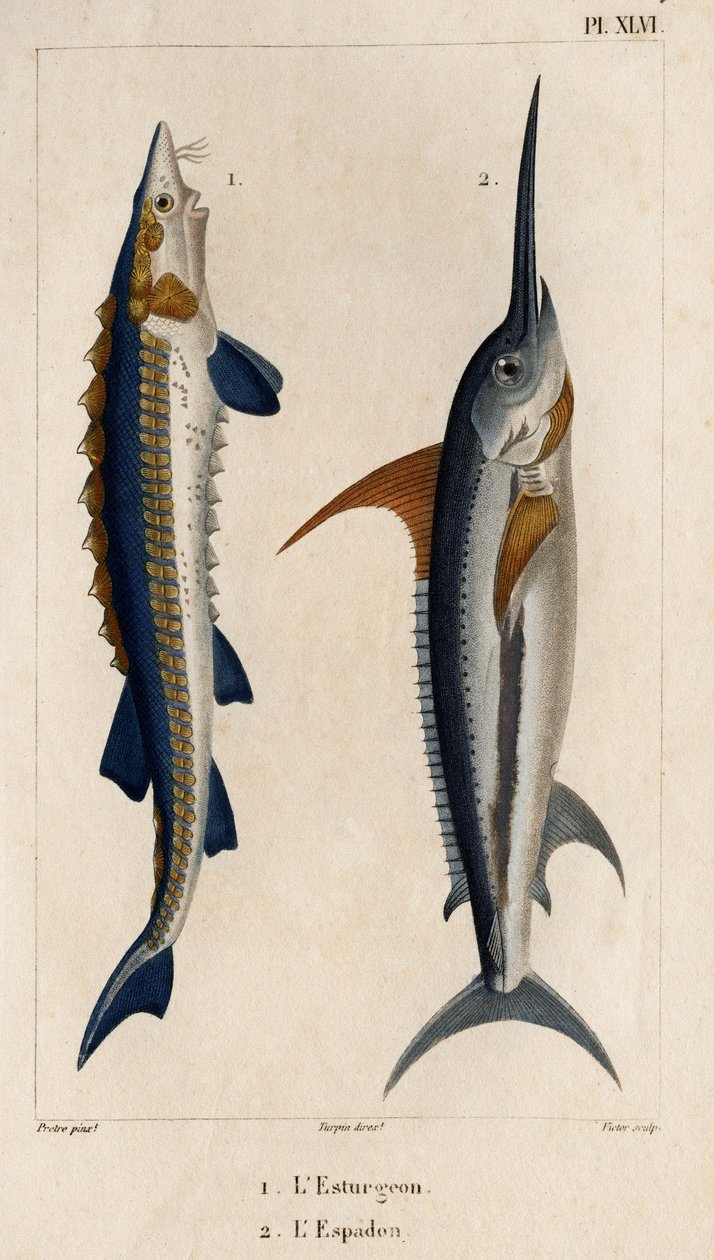 Sampi ja miekkakala." "Fauna des Mdecins tai eläinten ja niiden tuotteiden historia, Hippolyte Cloquet" - Volume 6 - 1825. tekijältä Hippolyte Cloquet