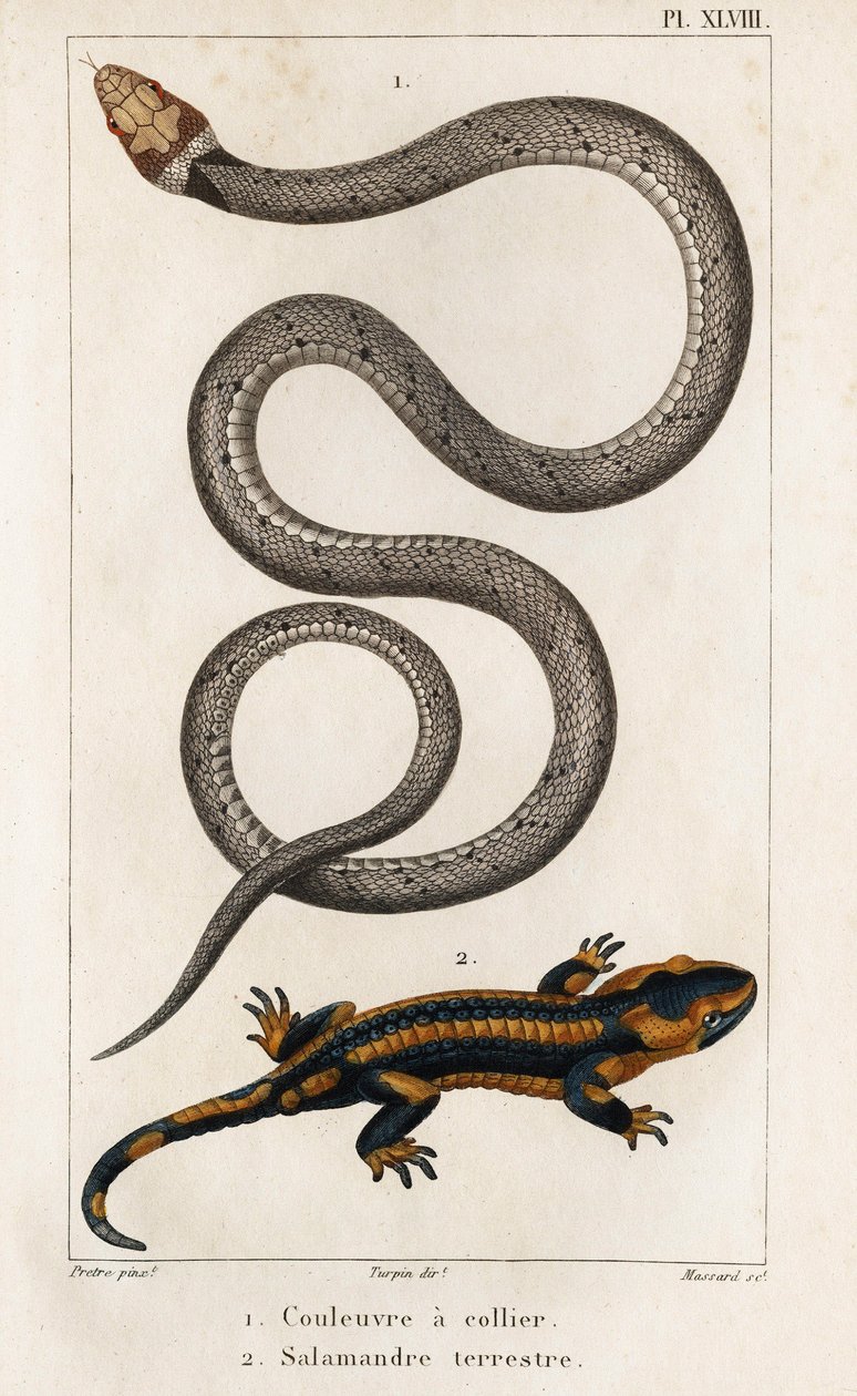 The Collared Snake, Land Salamander." "Fauna des Médecins eli eläinten ja niiden tuotteiden historia, Hippolyte Cloquet" - Osa 6 - 1825. tekijältä Hippolyte Cloquet