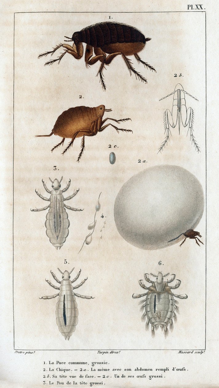 Tavallinen chic, pou.” Fauna des Médecins tai eläinten ja niiden tuotteiden historia, Hippolyte Cloquet” - Volume 6 - 1825. tekijältä Hippolyte Cloquet