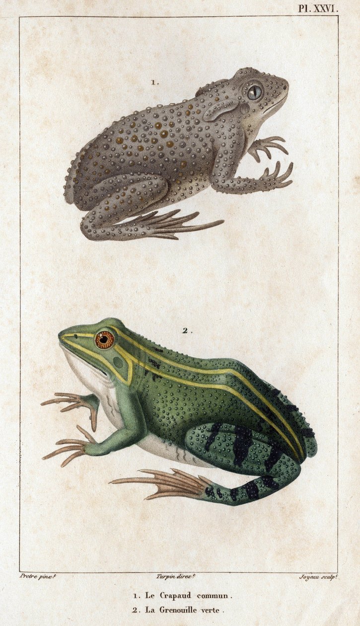 Rupikonna ja vihreä sammakko." Fauna des Mdecins tai eläinten ja niiden tuotteiden historia, Hippolyte Cloquet” - Volume 6 - 1825. tekijältä Hippolyte Cloquet