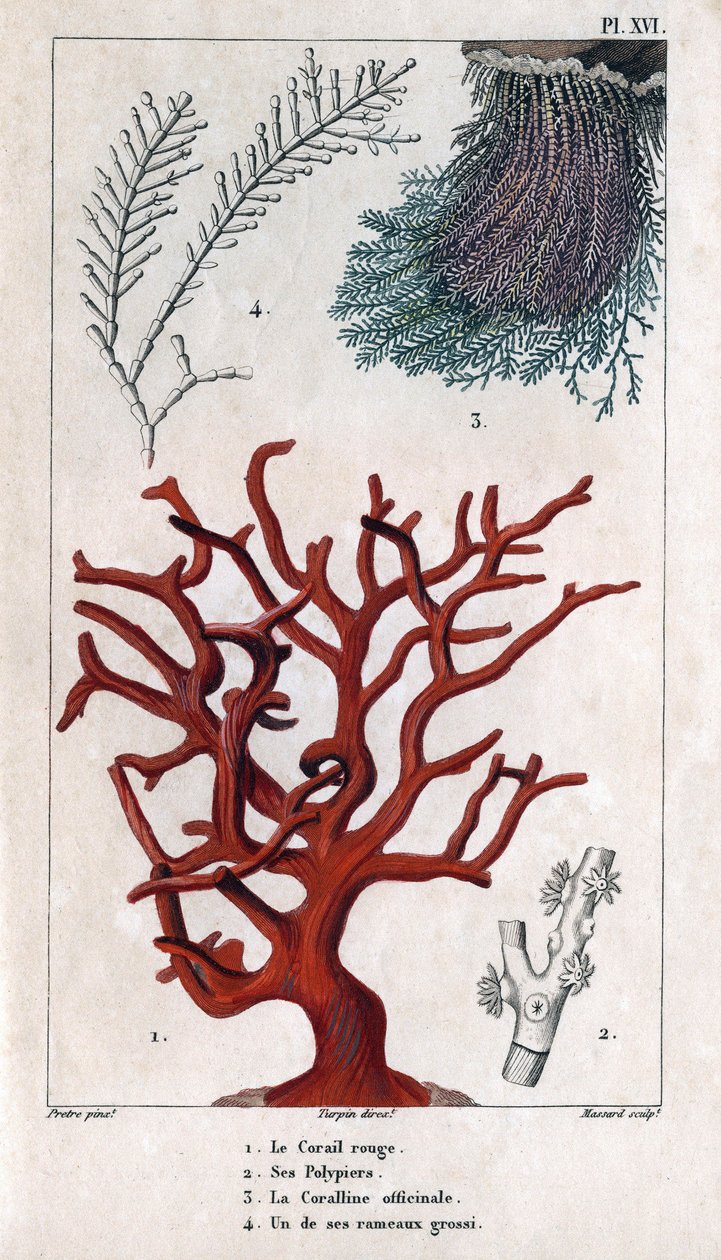 Punainen koralli, sen Polypiers, Coralline officinale, yksi karkeista oksista. teoksessa "" Fauna of the Docks or History of Animals and niiden Products by Hippolyte Cloquet" - Volume 6 - 1825. tekijältä Hippolyte Cloquet