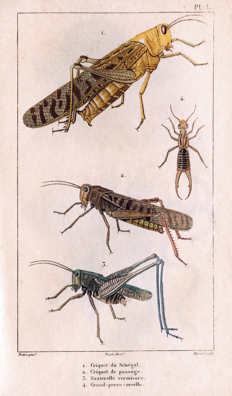 Senegal Grasshopper, Passage Grasshopper, Grasshopper, Great Pierce-ear.in "" Fauna des Medecins tai Hippolyte Cloquetin eläinten ja tuotteiden historia" - Volume 6 - 1825. tekijältä Hippolyte Cloquet