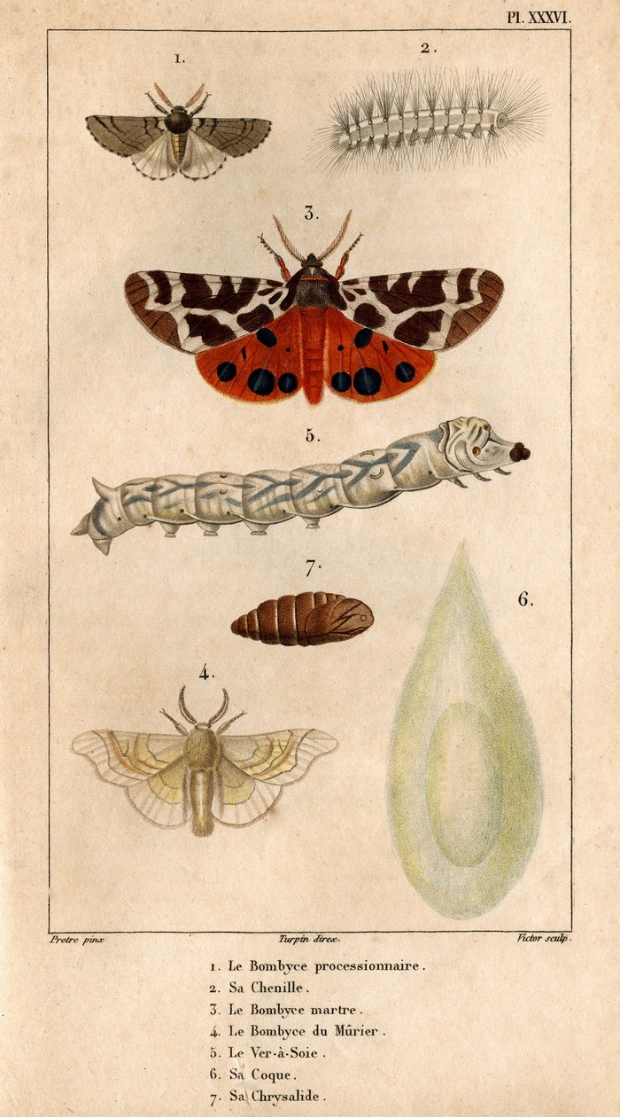 Prosessimainen Bombyce, sen toukka, Marten Bombyce, Murier Bombyce, Silkkitoukka, sen runko, sen krysalidi. In "" Fauna of the Doctors tai historia eläinten ja niiden tuotteiden kirjoittaja Hippolyte Cloquet"" - tekijältä Hippolyte Cloquet
