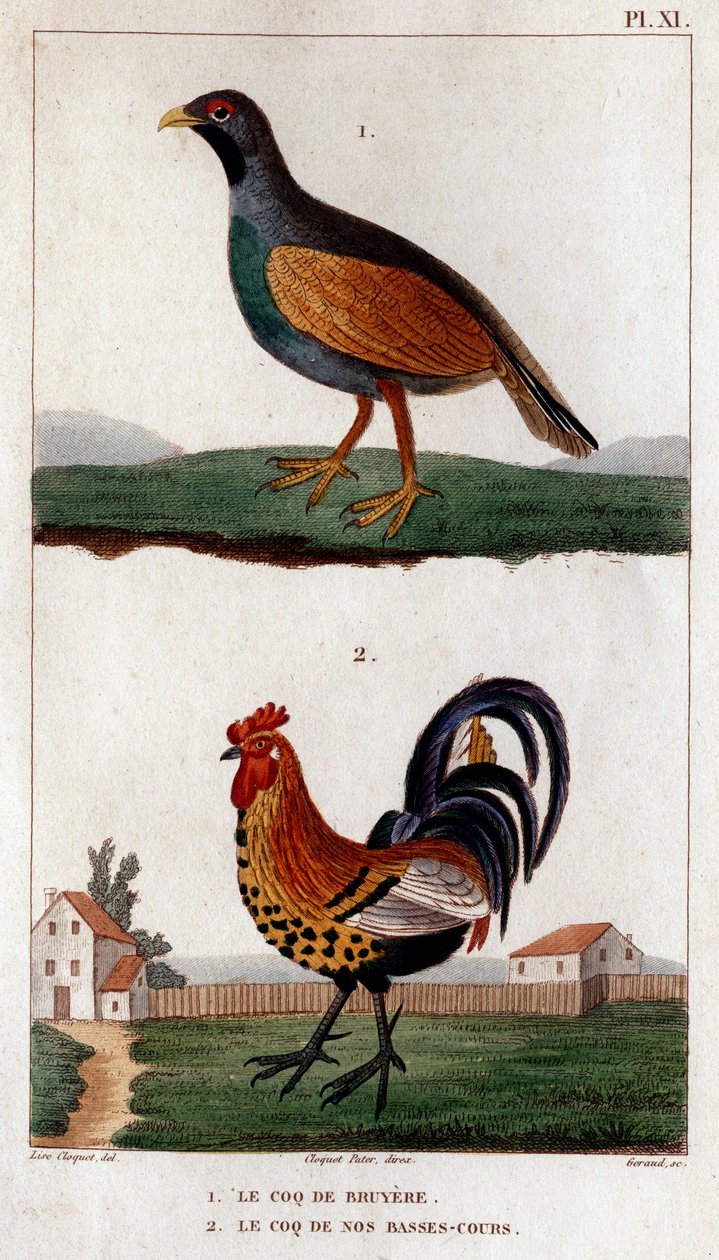 Bruyeren kukko ja alempien kurssiemme kukko.”” Fauna des Mdecins tai eläinten ja niiden tuotteiden historia, Hippolyte Cloquet” - Volume 6 - 1825. tekijältä Hippolyte Cloquet