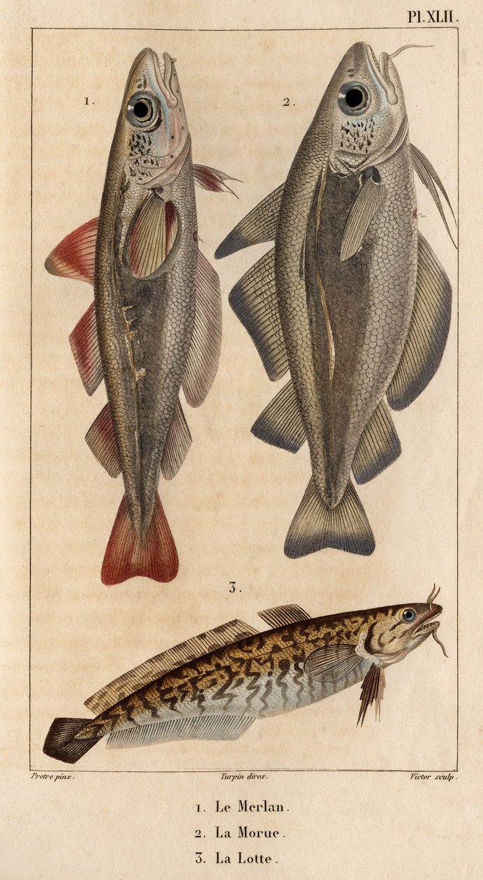 Valkoturska, turska ja mateen." Fauna des Mdecins tai eläinten ja niiden tuotteiden historia, Hippolyte Cloquet” - Volume 6 - 1825. tekijältä Hippolyte Cloquet