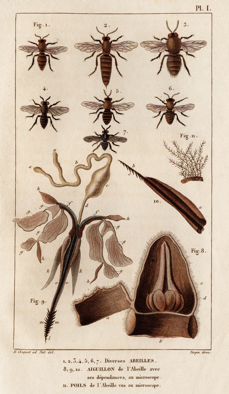 Erilaisia ​​mehiläisiä." "Fauna des Mdecins tai eläinten ja niiden tuotteiden historia, Hippolyte Cloquet" - Volume 6 - 1825. tekijältä Hippolyte Cloquet