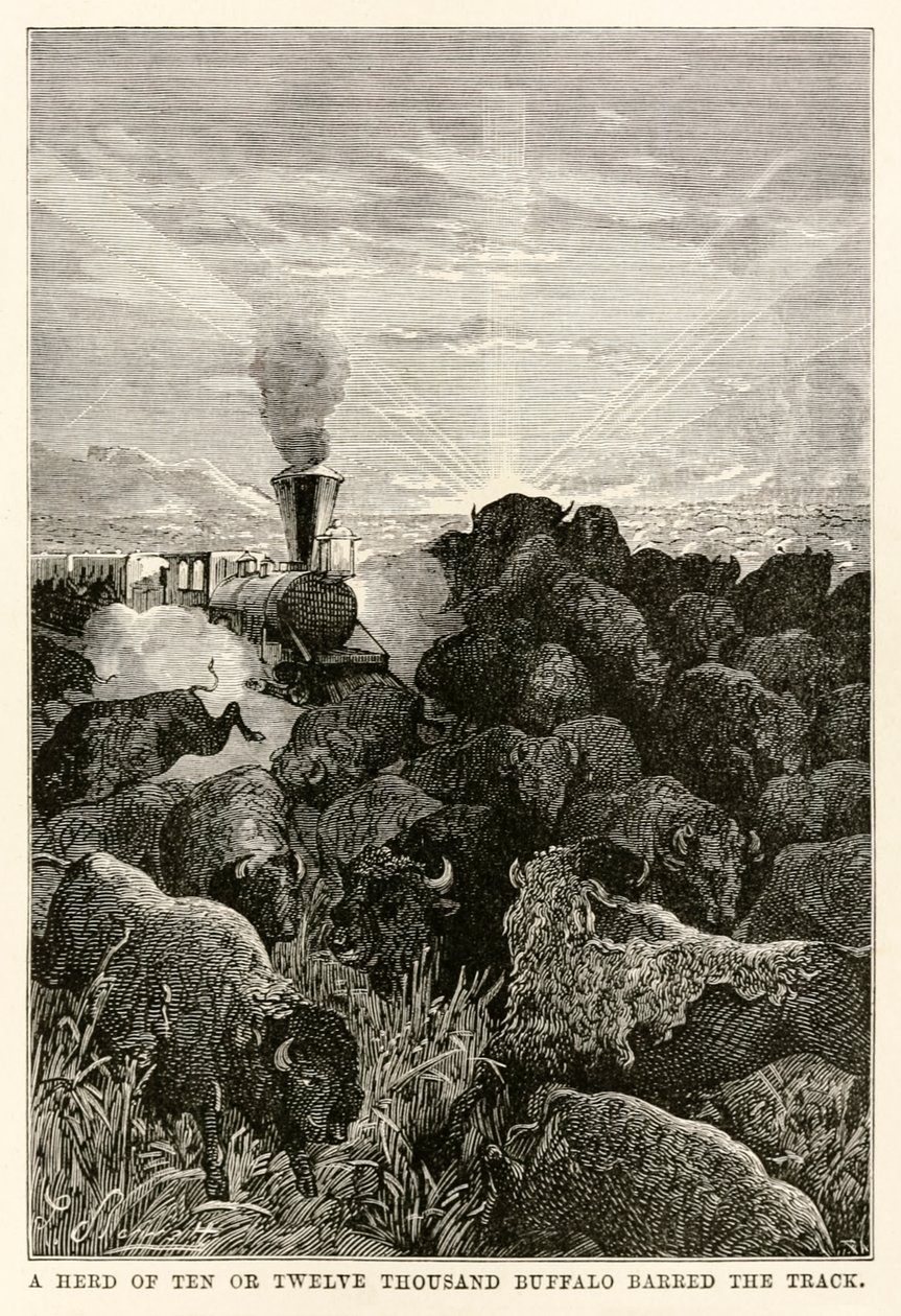 Kymmenen tai kahdentoista tuhannen biisonin lauma esti tien, Jules Vernen (1828-1905) teoksesta Maailman ympäri kahdeksassakymmenessä päivässä, kaivertaja Louis Prevost, 1873. tekijältä Hippolyte Leon Benett