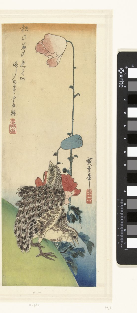 Viiriäinen ja unikot tekijältä Hiroshige (I) , Utagawa