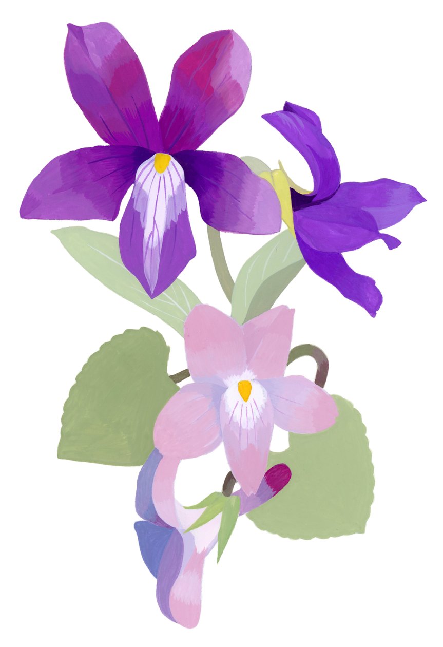 Viola mandshurica tekijältä Hiroyuki Izutsu