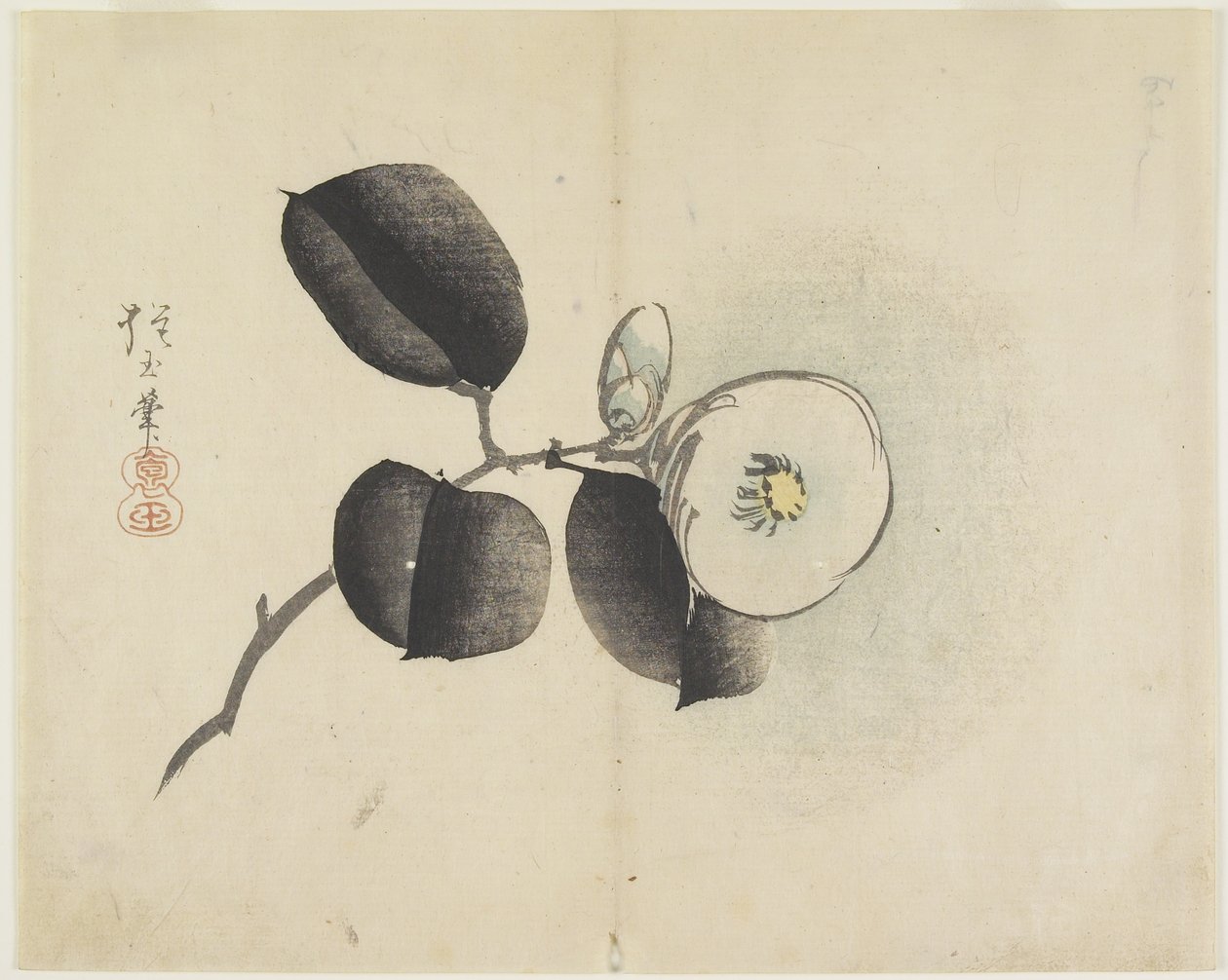(Kamelian kukka ja silmu), n. 1830 tekijältä Hogyoku
