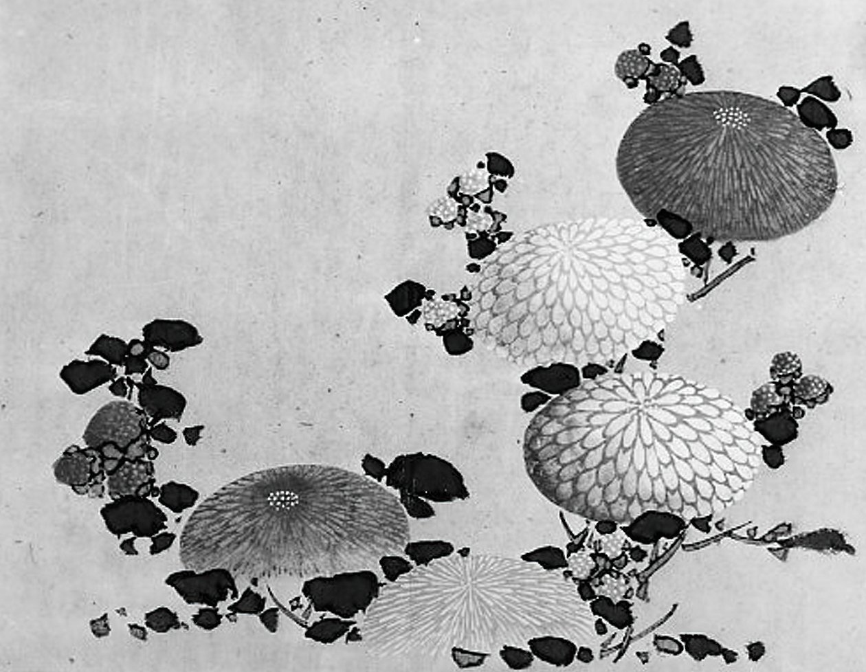 Krysanteemit, 1800-luku. tekijältä Hokusai School.