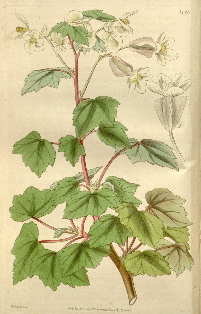 Begonia dregei hahmona Begonia parvifolia Graham tekijältä Hooker