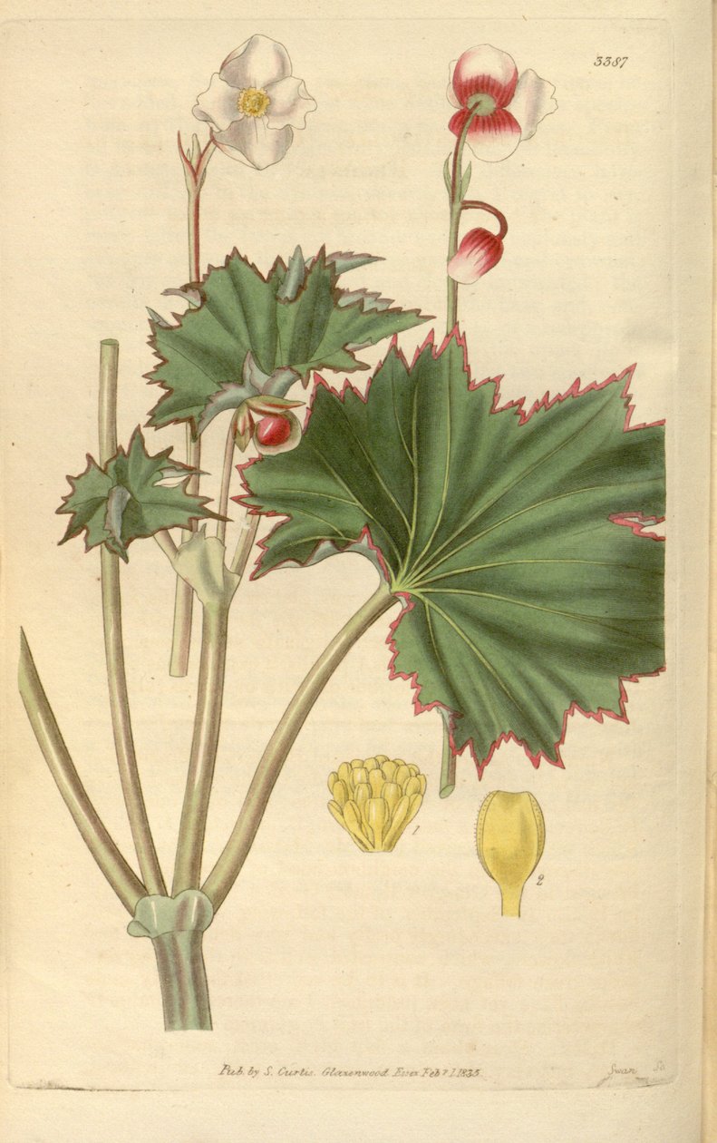 Begonia geraniifolia tekijältä Hooker