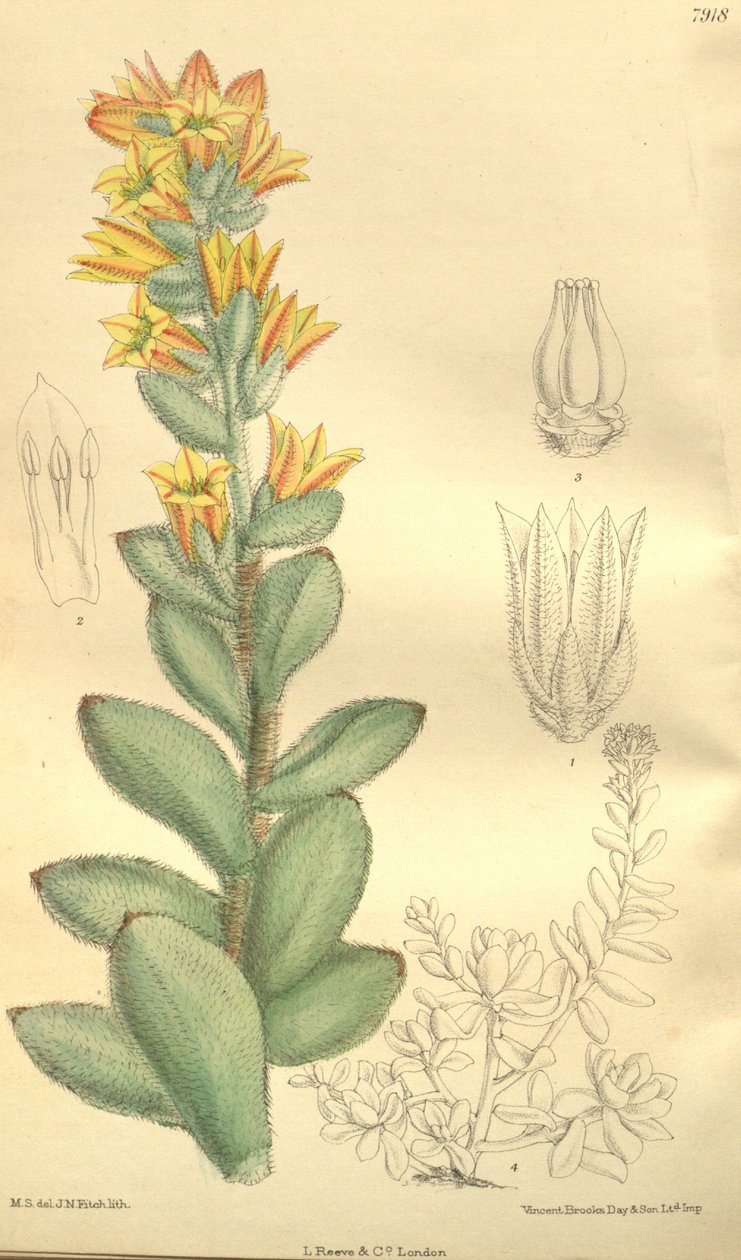 Echeveria pulvinata, Cotyledon pulvinata tekijältä Hooker f.