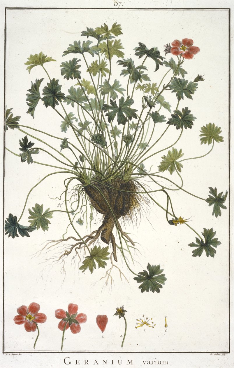 Geranium Varium, Geraniologysta tai Erodiin, Pelargoniin, Monsonian ja Grielin historiasta, kuvitettu ikoneilla, 1787-1788 tekijältä Hubert Robert