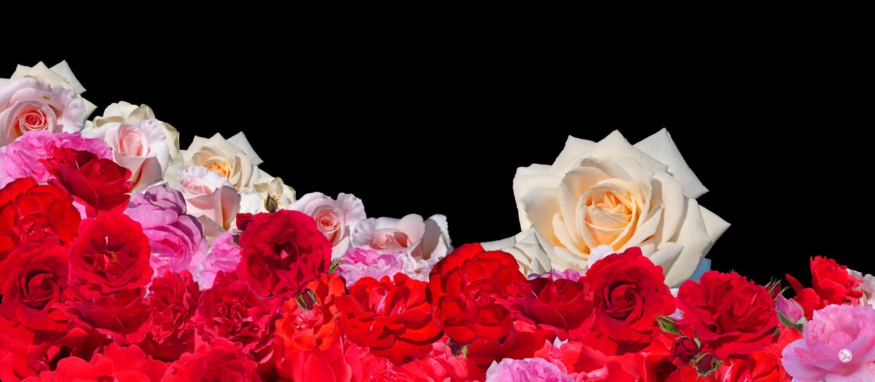 ROSE DREAM 2 tekijältä Hugo Nefe