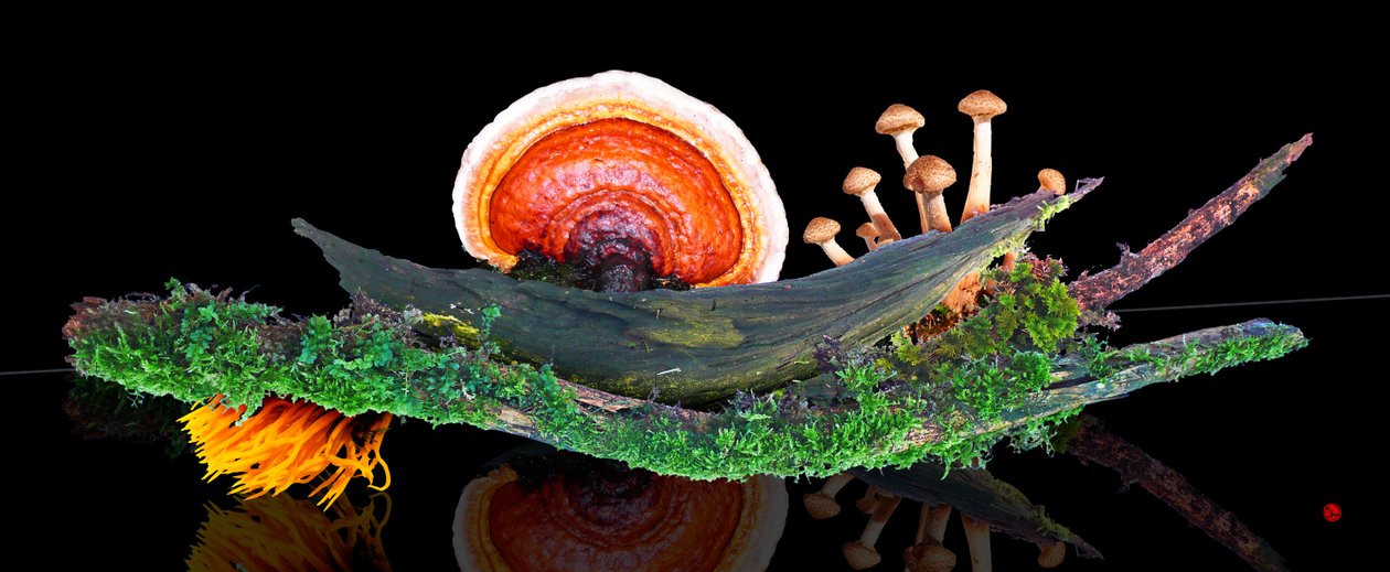 WALDWELT tekijältä Hugo Nefe
