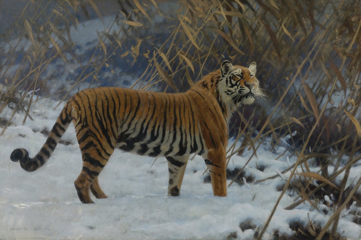 ""Tiikeri lumessa"" (A tiger in the snow) Hugo Ungewitterin maalaus (1869-1944) 1912 Yksityinen kokoelma tekijältä Hugo Ungewitter