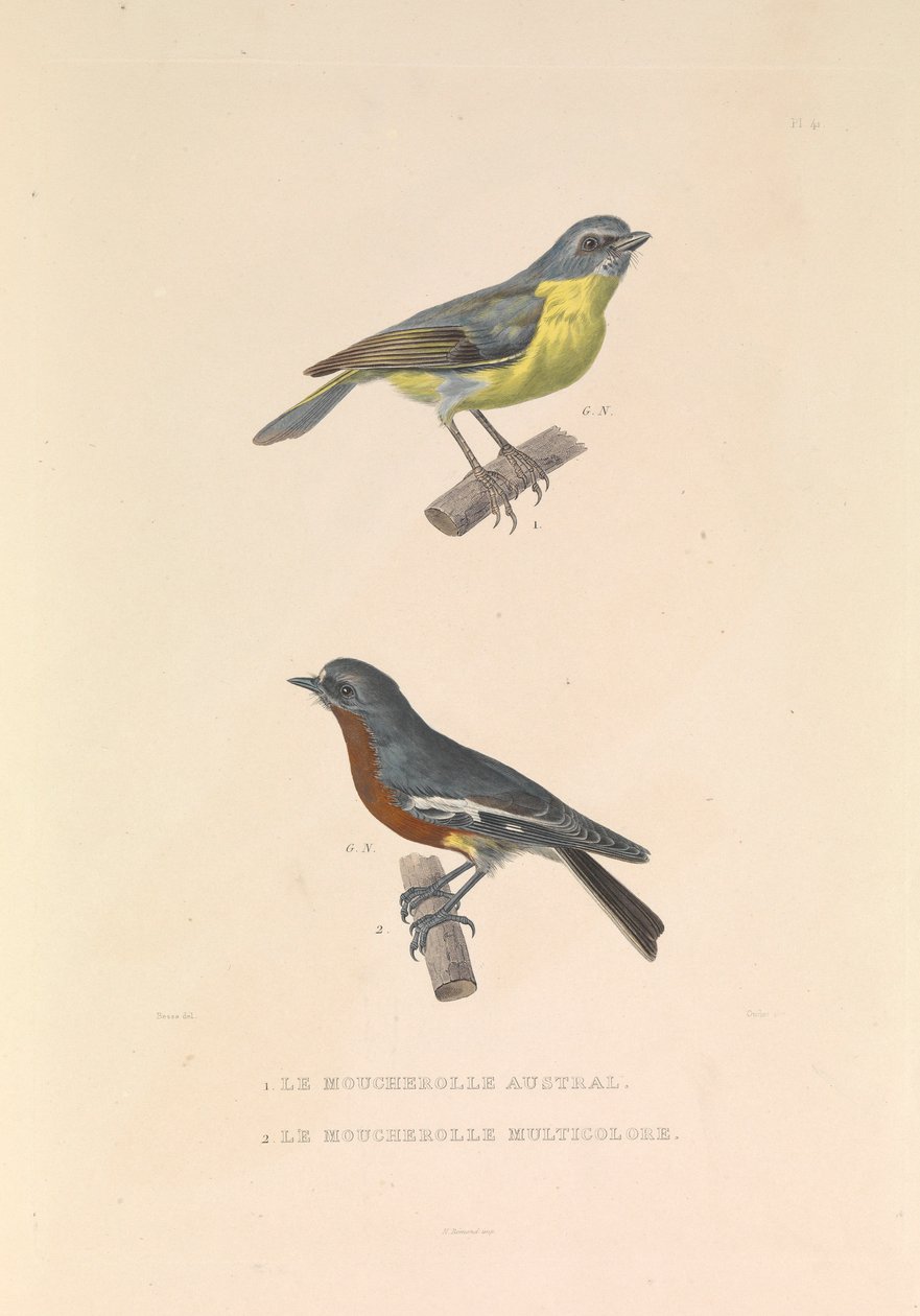 Australian Flycatcher ja Flycatcher Multicolor