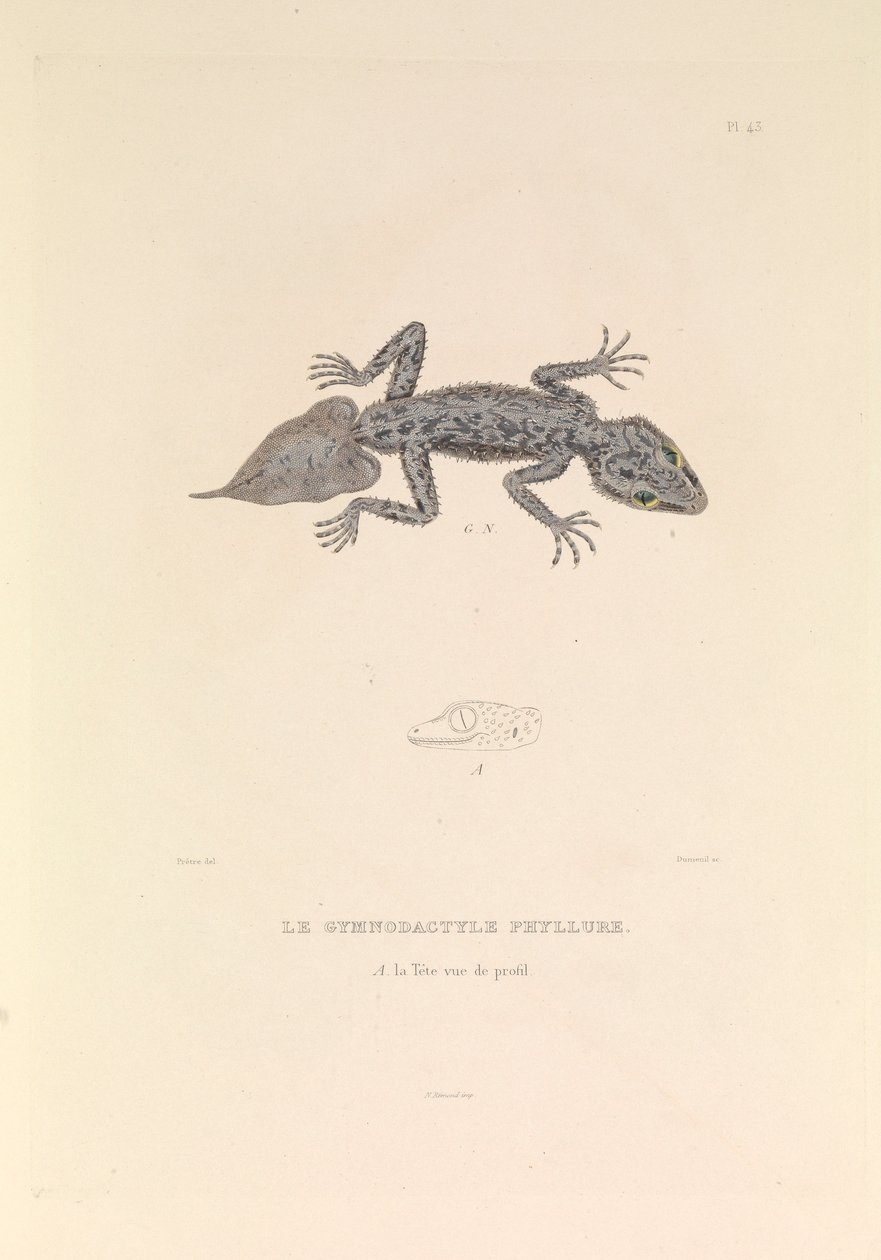 Gymnodactyle Phyllure tekijältä Hyacinthe Yves Philippe (1781 1846) Potentien
