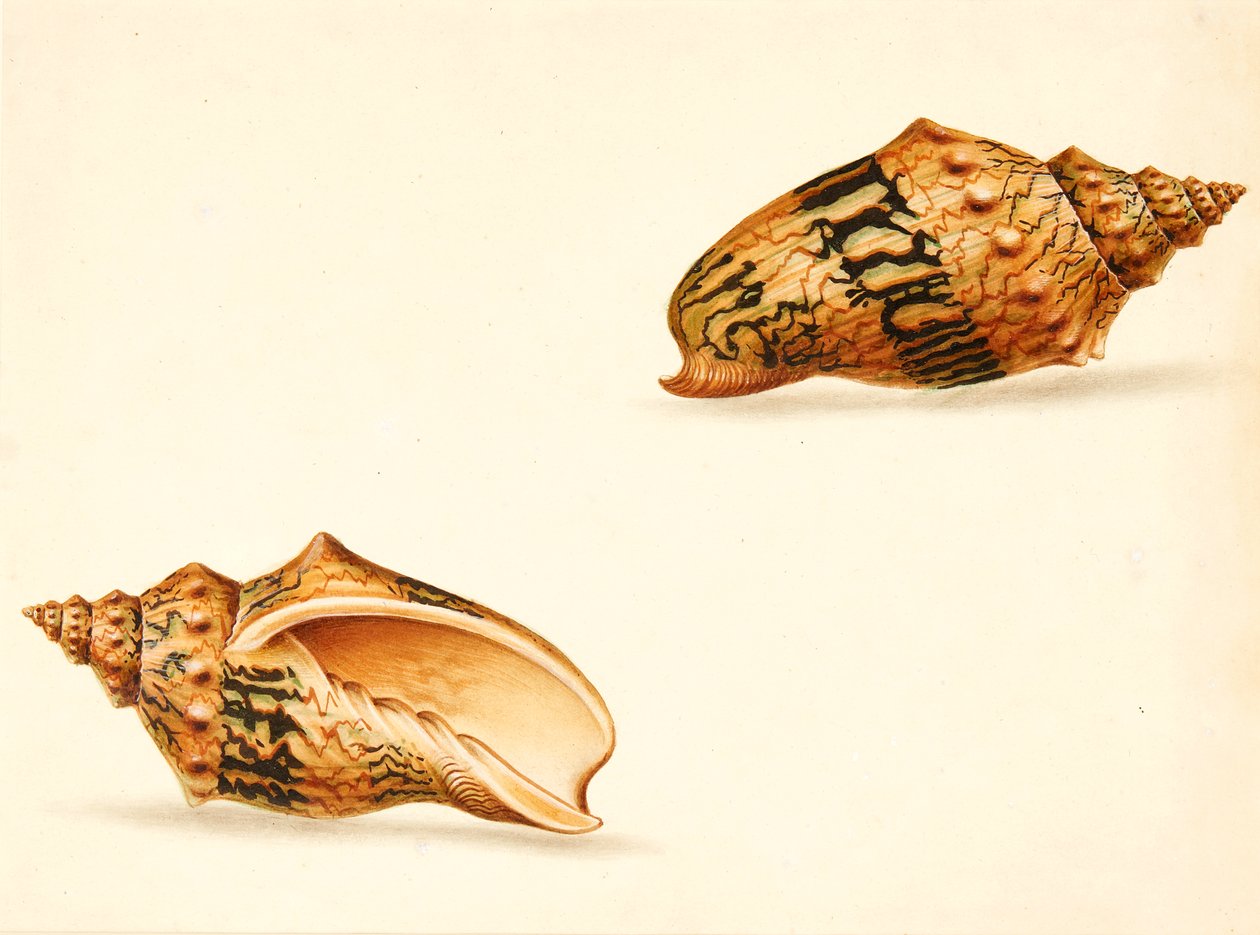 Shell Study (sekoitettu media) tekijältä Ignaz Von (manner of) Born
