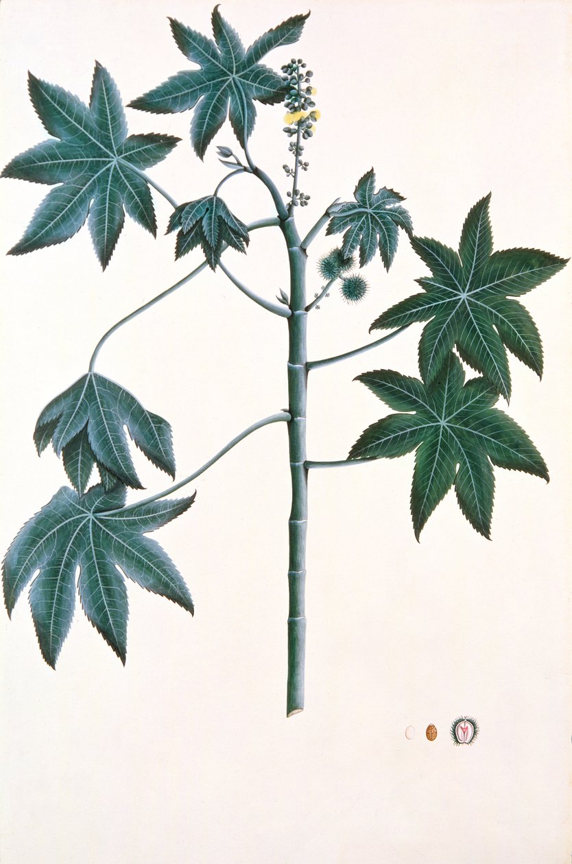 Risiiniöljykasvi, n. 1801-4 (guassi ja muste paperille) tekijältä Indian School