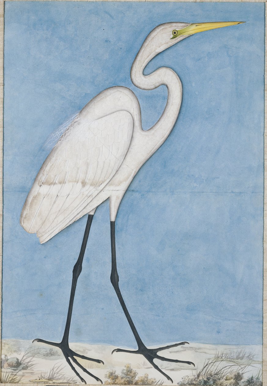 Suuri jalohaikara, Lucknow, noin 1790 tekijältä Indian School
