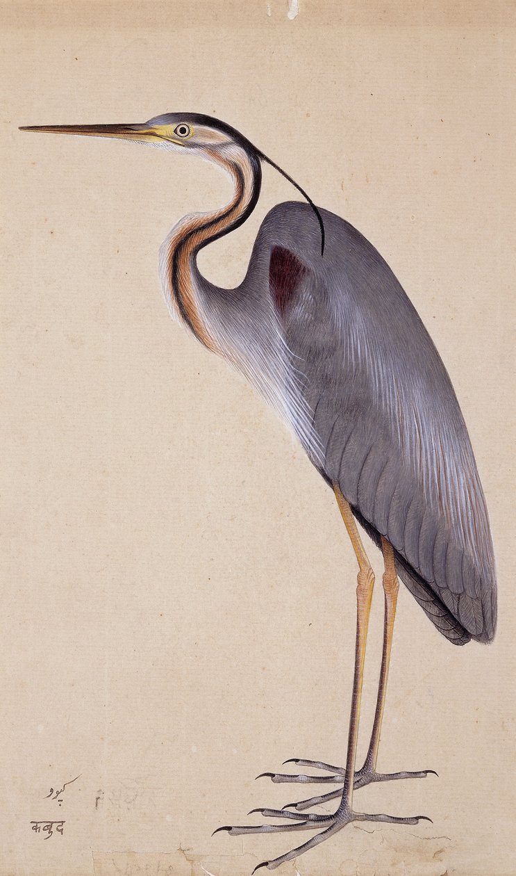 Heron, c. 1820 tekijältä Indian School