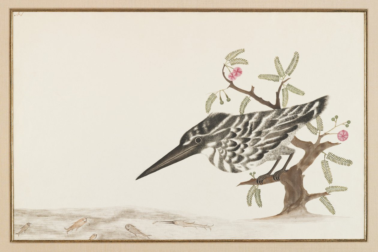 Kingfisher katsomassa (mustetta paperille) tekijältä Indian School