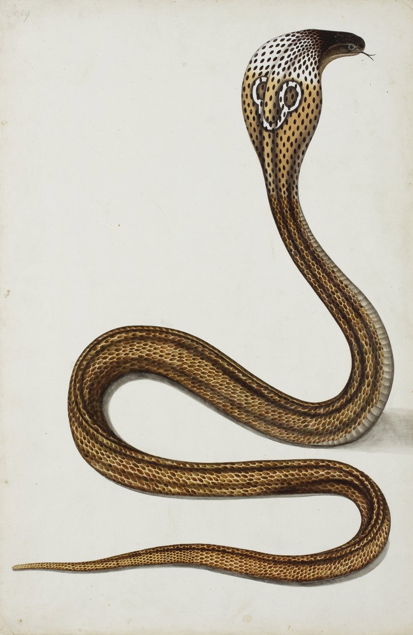 Kobra (Maja tripudians) levitetty huppu, 1785-89 (läpinäkymätön wc paperilla) tekijältä Indian School