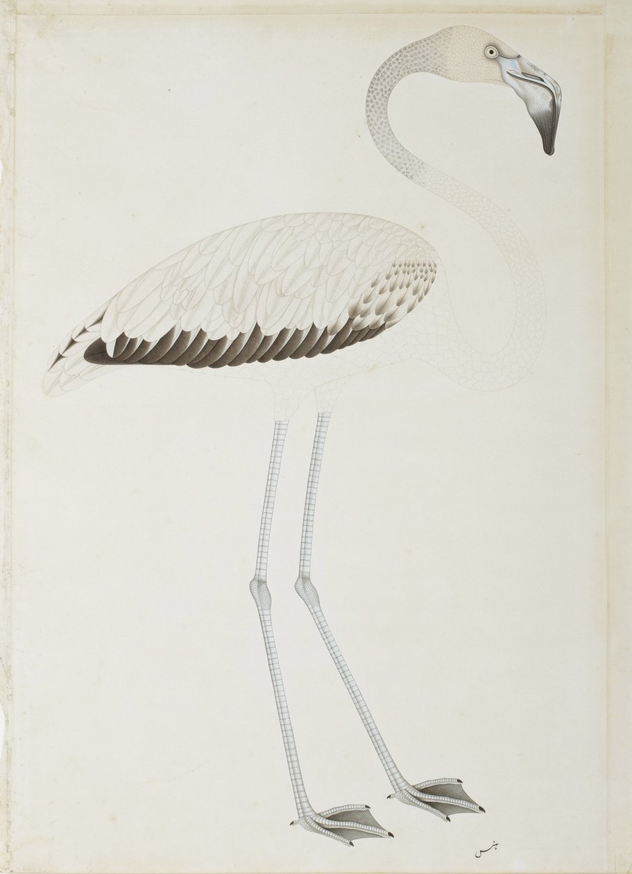 Flamingo, n. 1780 (läpinäkymätön wc paperilla) tekijältä Indian School