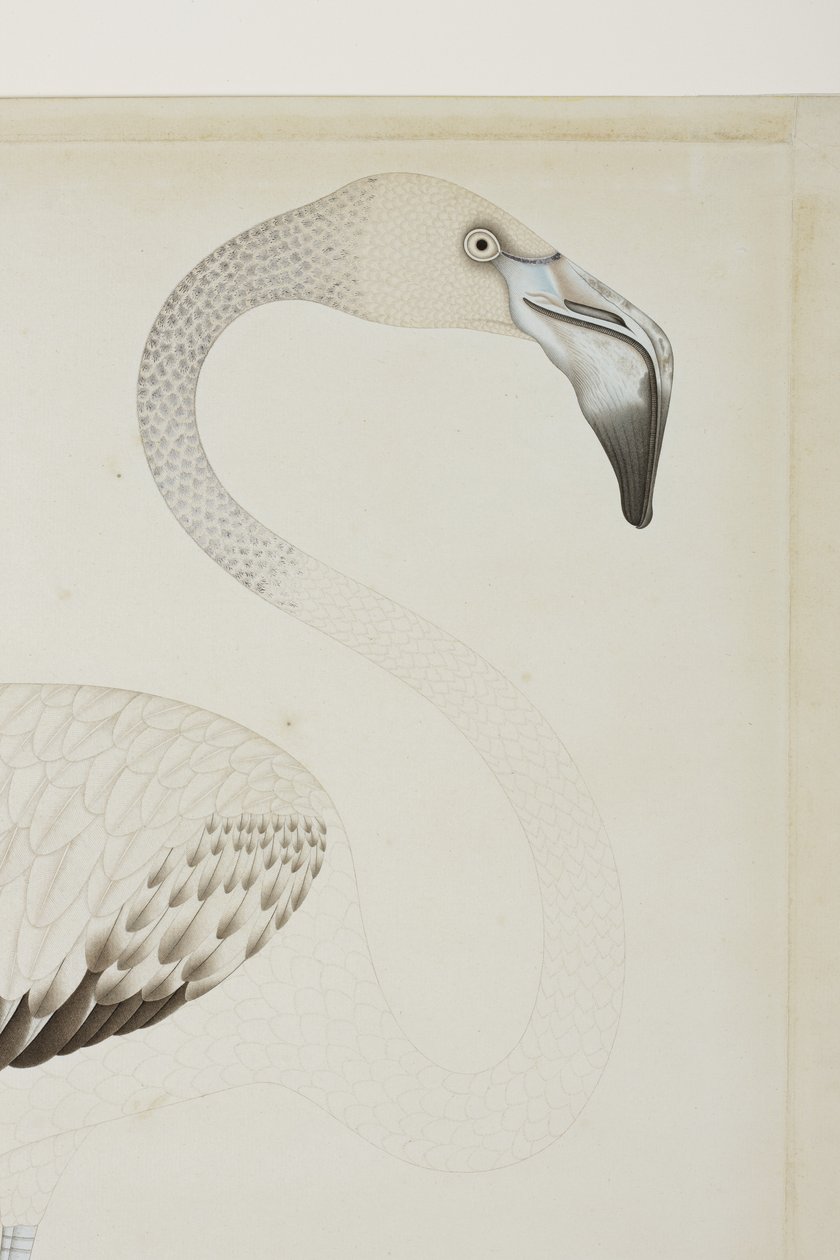 Flamingo, yksityiskohta, n. 1780 (läpinäkymätön wc paperilla) tekijältä Indian School
