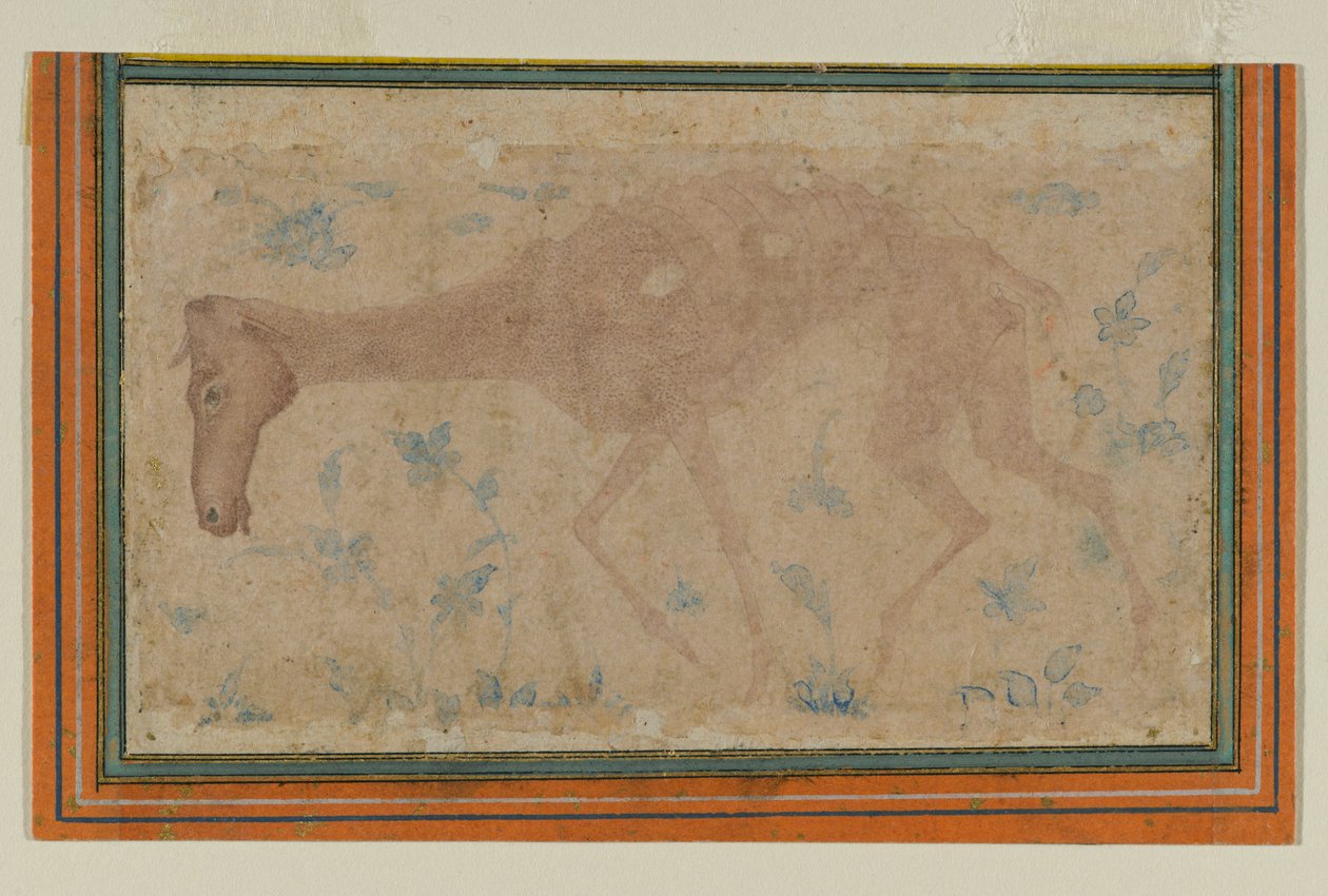Laihtunut hevonen, Mughalista tai Deccanista, 1600-luvun puoliväli (muste ja väripesu paperille) tekijältä Indian School