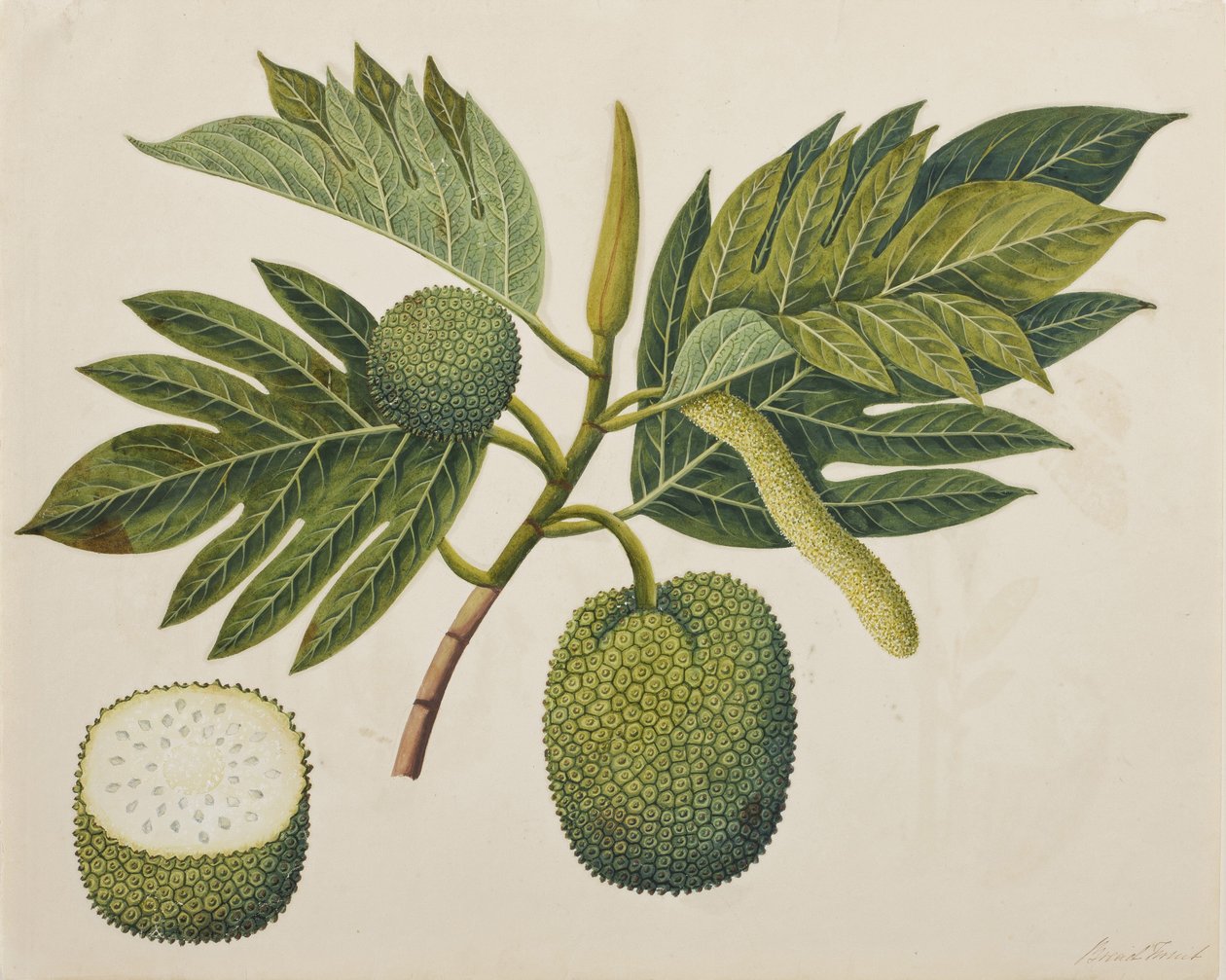 Leipähedelmän kukka, lehdet ja hedelmät, n. 1820 (läpinäkymätön wc paperilla) tekijältä Indian School