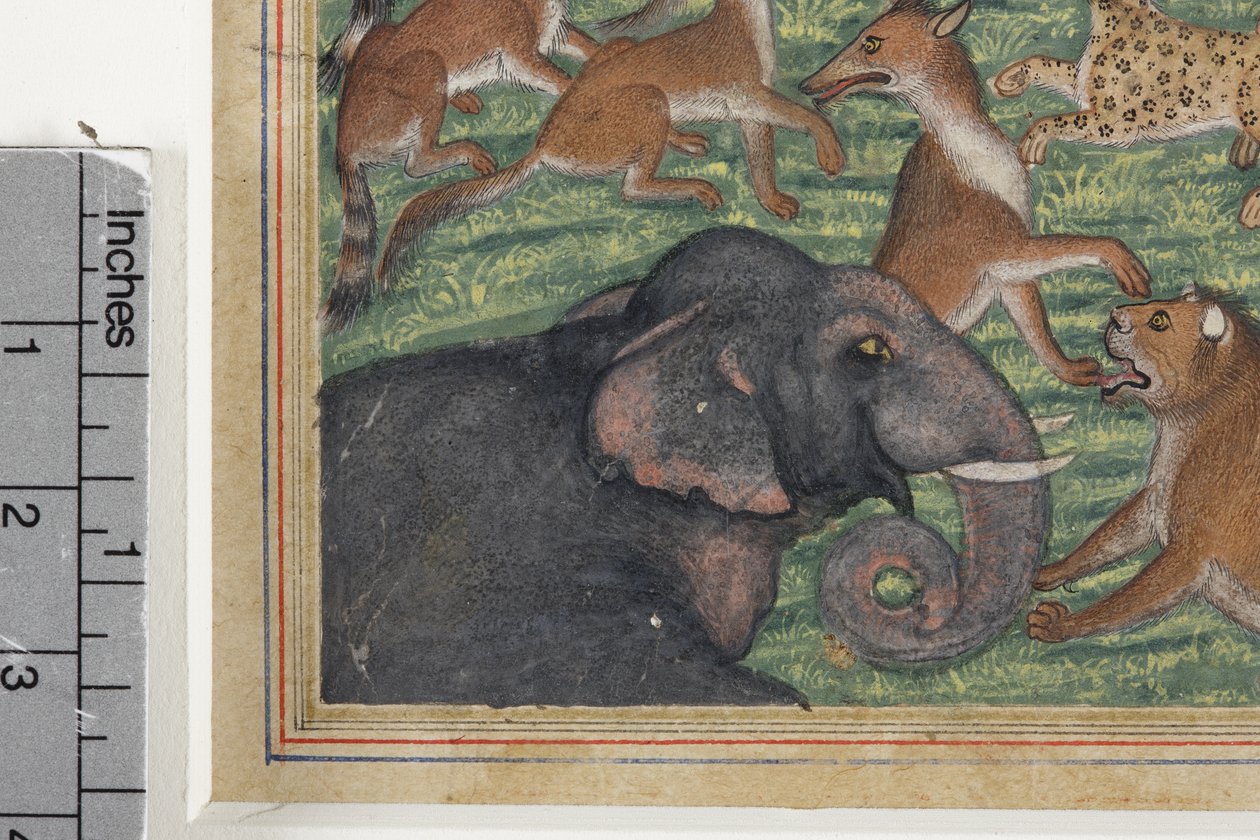 Yksityiskohta Saakaalista, joka julisti itsensä kuninkaaksi, n. 1560-1565 (läpinäkymätön wc ja kultaa paperilla) tekijältä Indian School