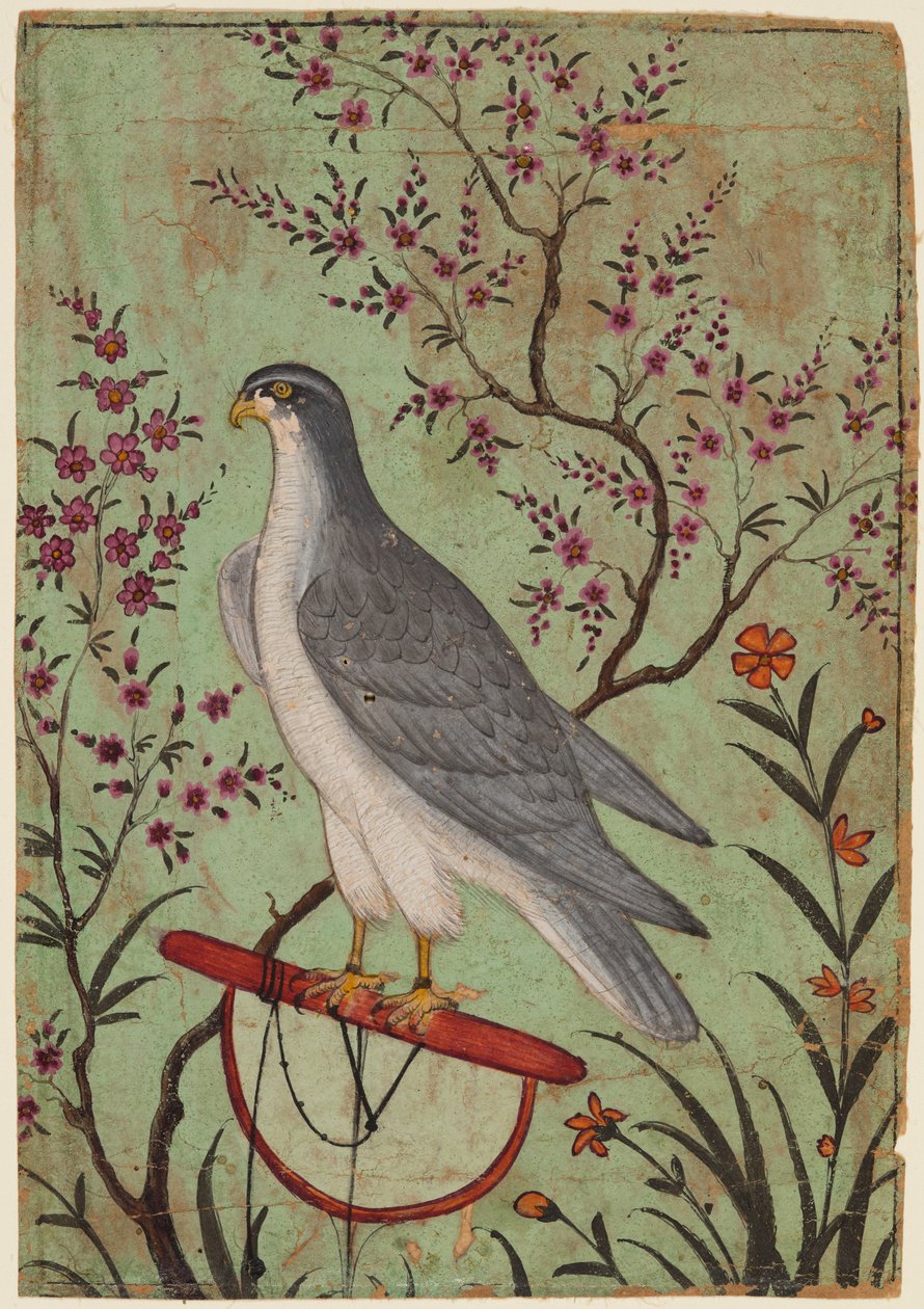 Haukka ahvenella, noin 1610 (väri paperille). tekijältä Indian School