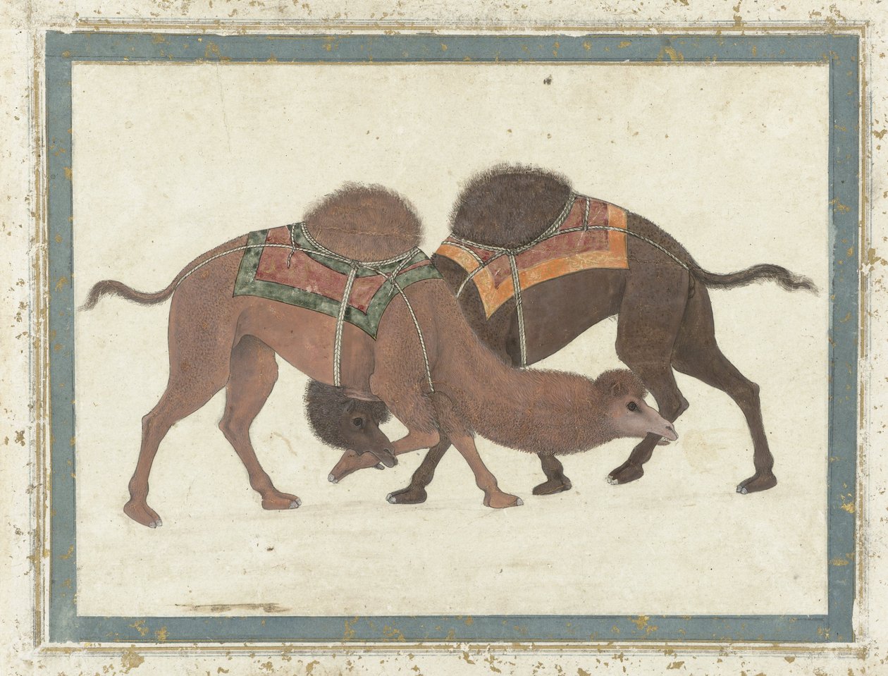 Taistelevat kamelit, n. 1680-1700 tekijältä Indian School