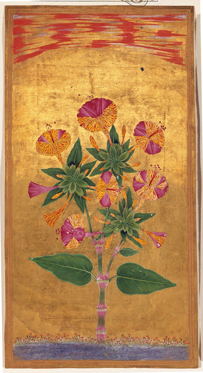 Four OClock eli Perun ihme (Mirabilis Jalapa), Mughal-kausi, n. 1640 (läpinäkymätön akvarelli ja kulta paperille) tekijältä Indian School