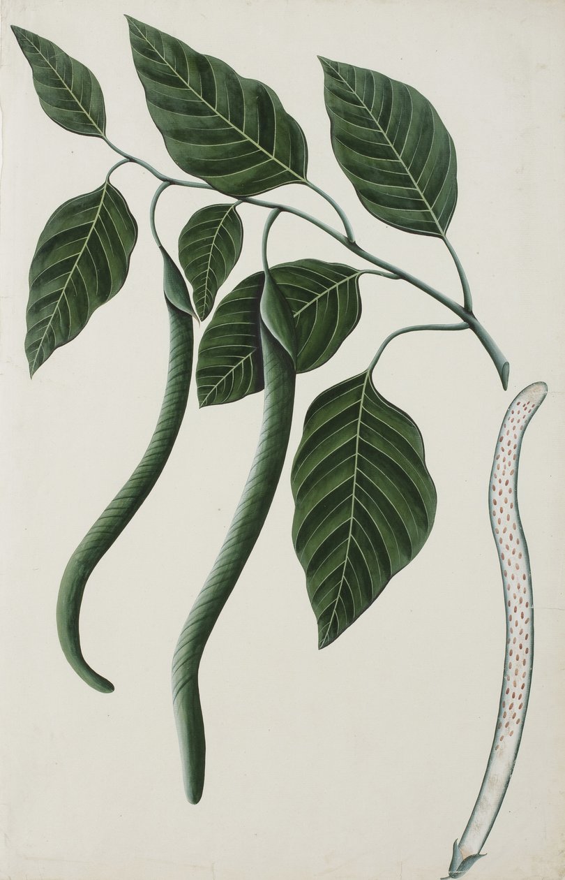 Yhden Bignoniaceae-lajin hedelmät ja lehdet, 1785-89 (läpinäkymätön wc paperilla) tekijältä Indian School