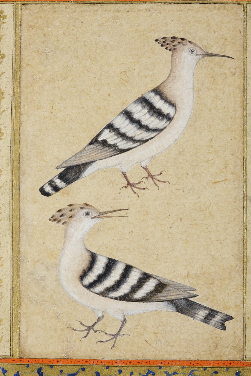 Hoopoes, n. 1590 (läpinäkymätön wc ja kultaa paperilla) tekijältä Indian School