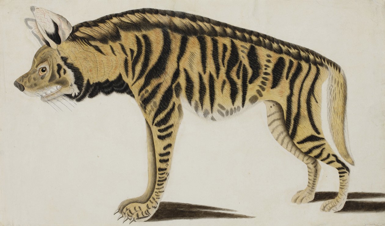 Hyena, vuoden 1794 jälkeen (paperilla läpinäkymätön wc) tekijältä Indian School