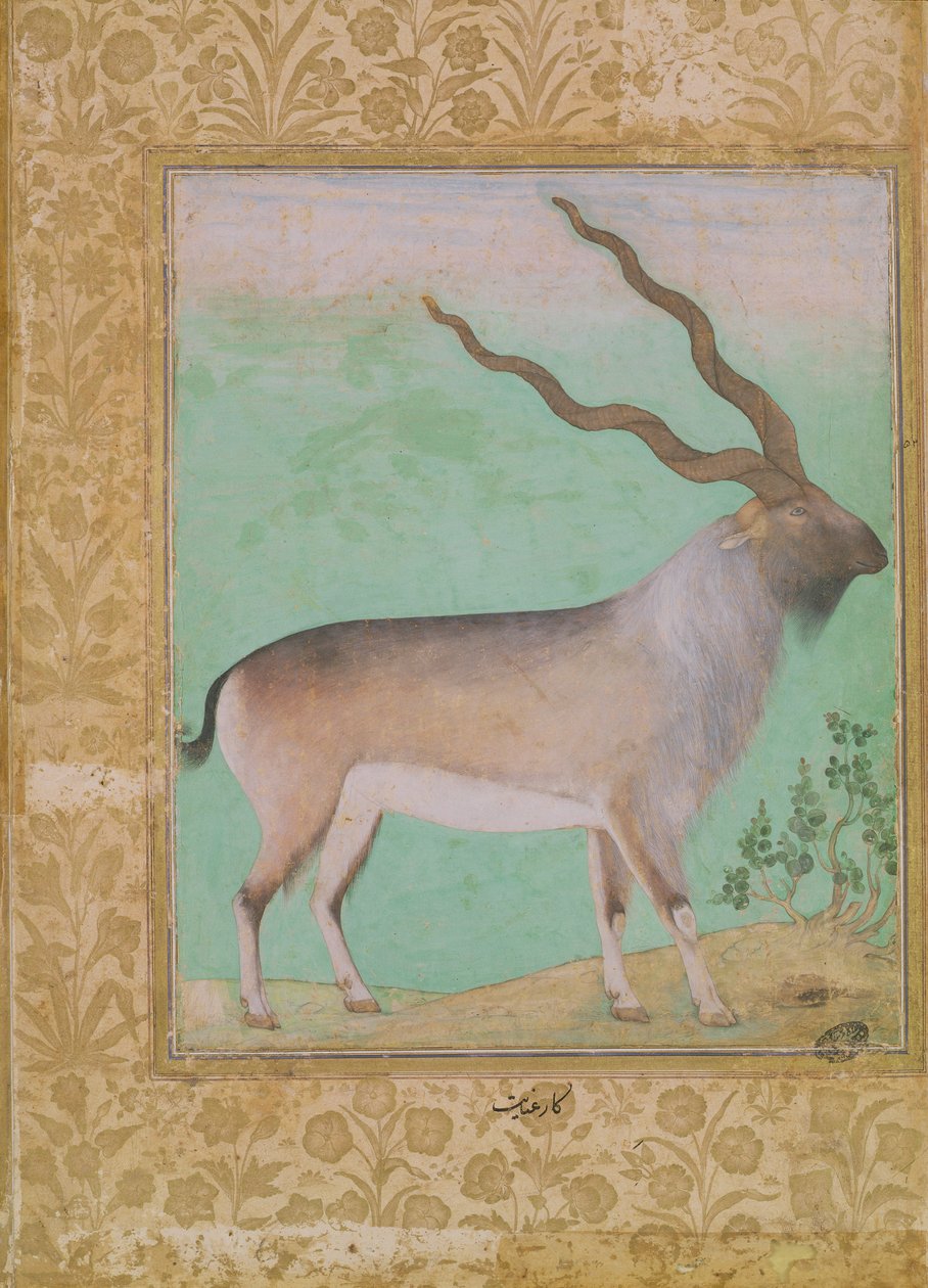 Ibex, Mughal tekijältä Indian School
