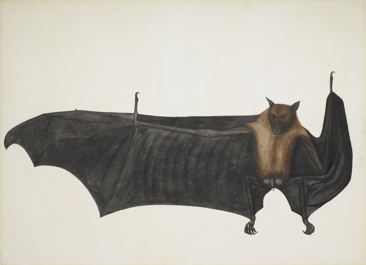 Indian Flying Fox, joka tunnetaan myös nimellä Great Indian Fruit Bat, Pteropus Giganteus, c1800. tekijältä Indian School