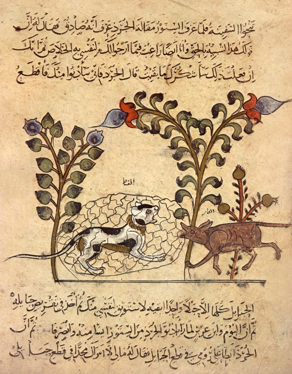 Kissa ja rotta, arabialainen miniatyyri teoksesta "Kalila va dimna". tekijältä Indian School