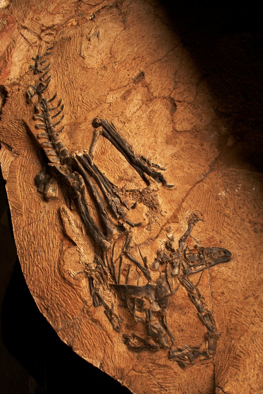 Hampaaton keratosaurus selkärankaisten paleontologian ja paleoantropologian instituutissa Xiaotangshanissa, Pohjois-Pekingissä, Kiinassa. tekijältä Ira Block