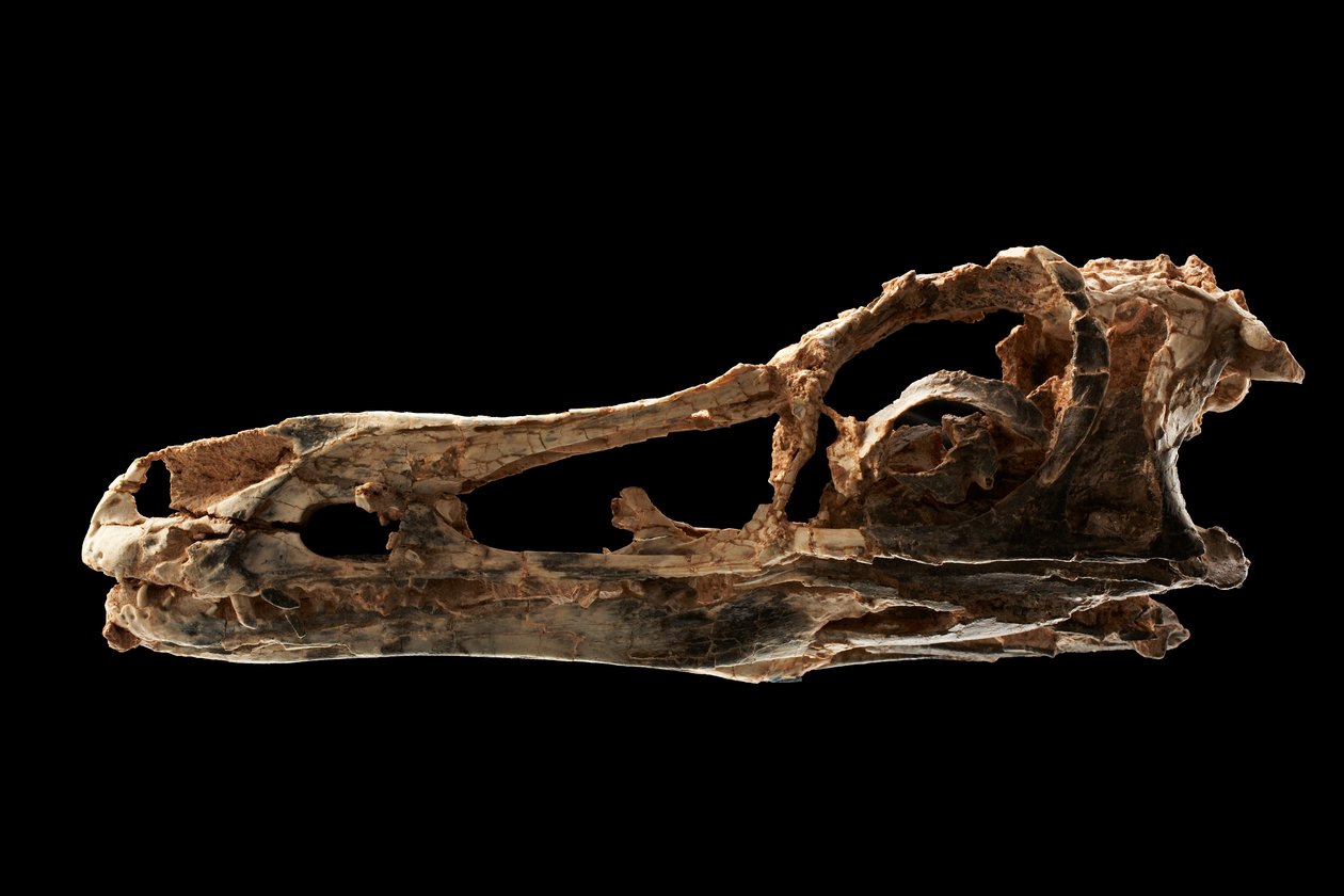 Alvarezsauruksen kaltainen dinosauruksen kallo IVPP:ssä Pekingissä, Kiinassa. tekijältä Ira Block
