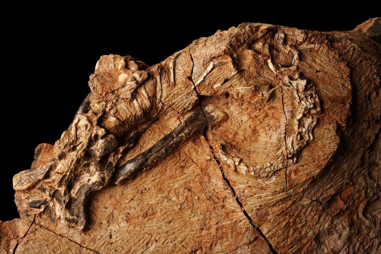 Tuntematon dinosaurus selkärankaisten paleontologian ja paleoantropologian instituutissa Xiaotangshanissa, Pohjois-Pekingissä, Kiinassa. tekijältä Ira Block
