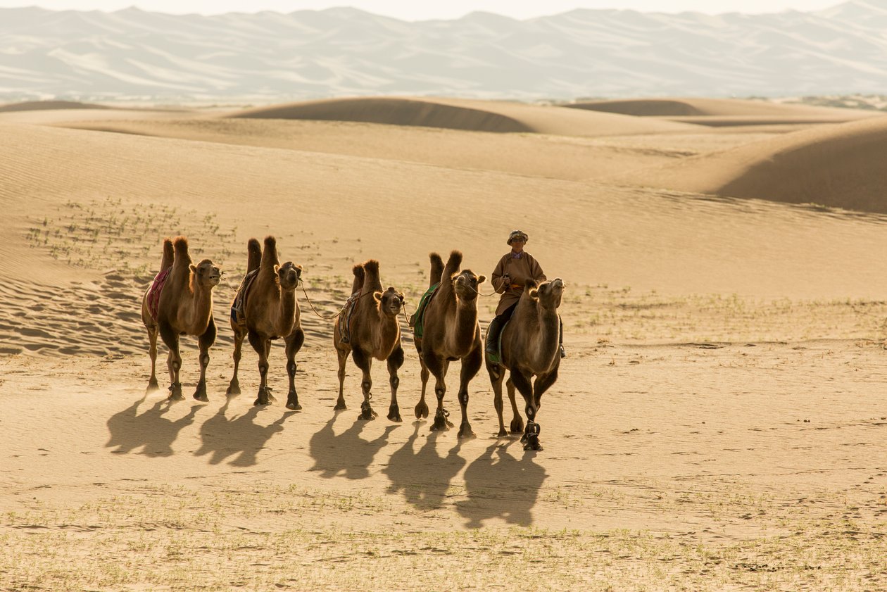 Baktriankamellikaravaani Etelä-Gobin autiomaassa, Mongolia, 2013 (kuva). tekijältä Ira Block